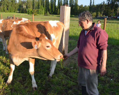 Cow Shelter Redmond WA