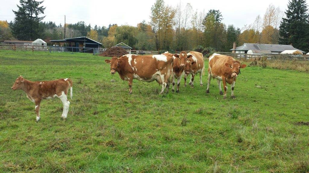 Cows and a calf grazing in a green pasture at Goloka Farm