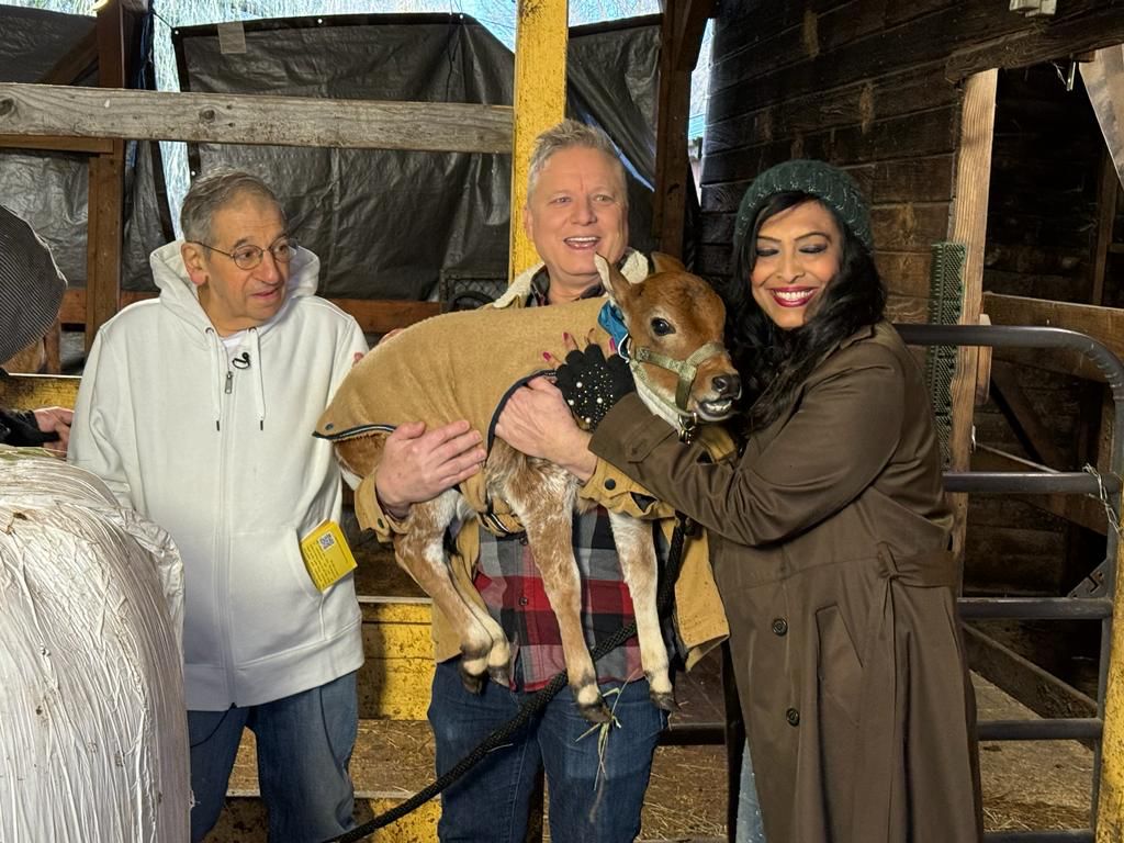Visitors holding a calf in a barn